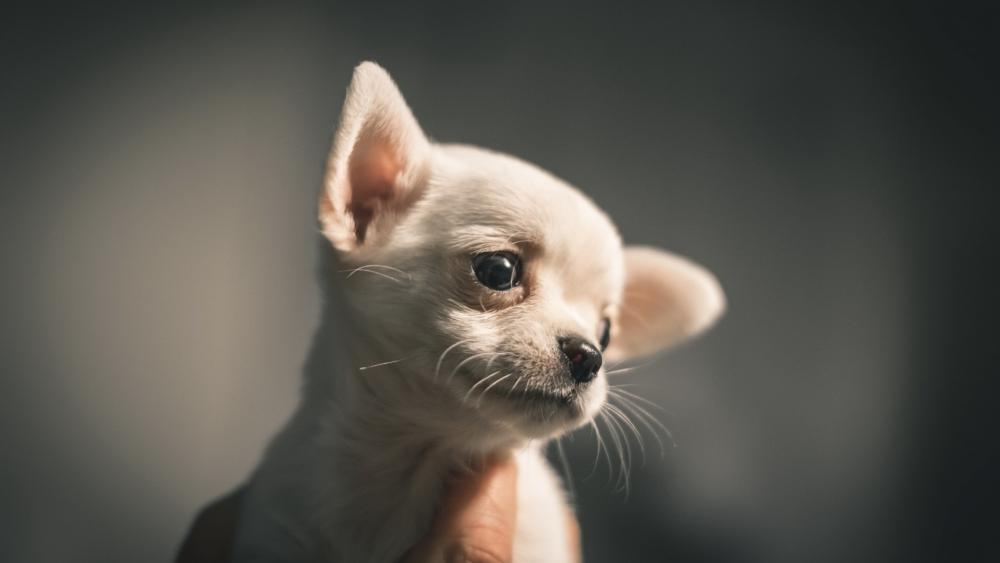 Chihuahua puppy wallpaper