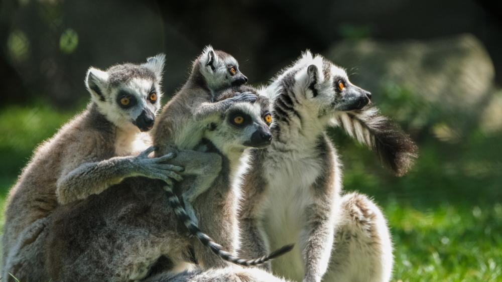 Ring-tailed lemur family wallpaper
