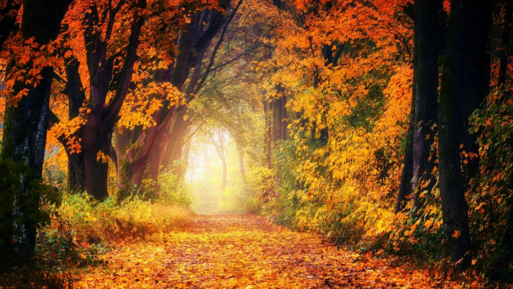 Forest path at fall wallpaper
