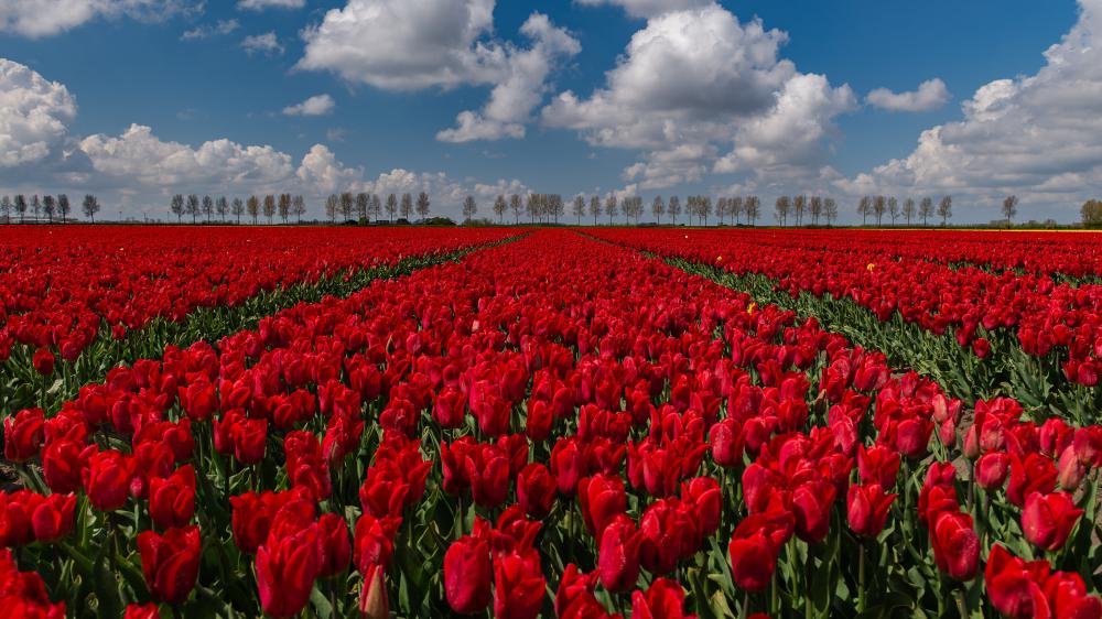 Noordoostpolder tulip farm wallpaper