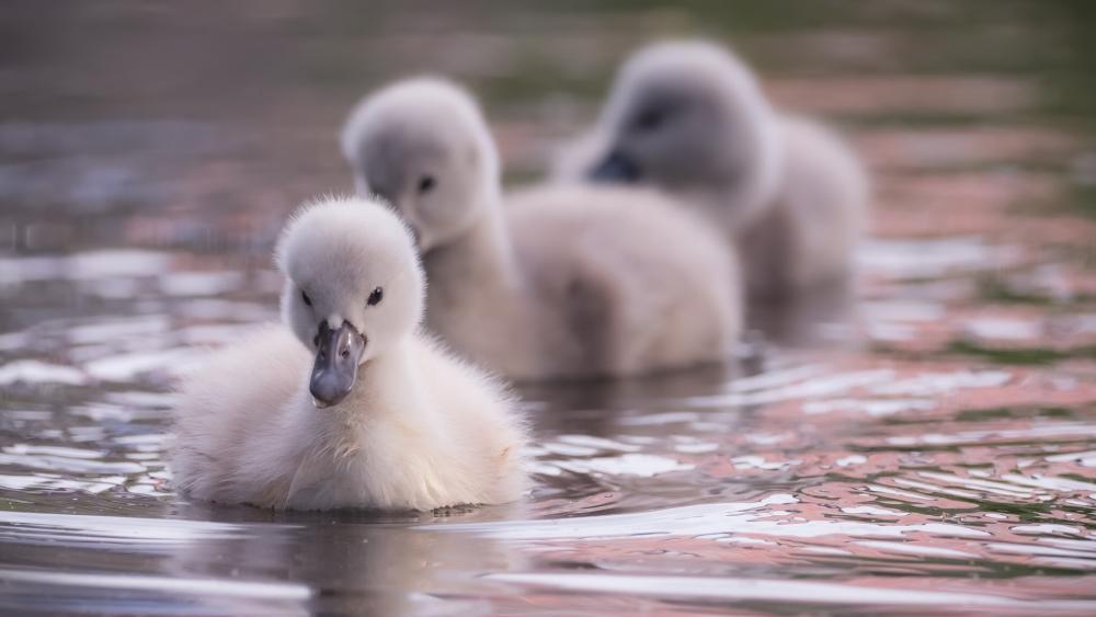 Baby swans wallpaper