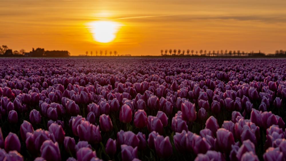 Noordoostpolder tulip farm wallpaper