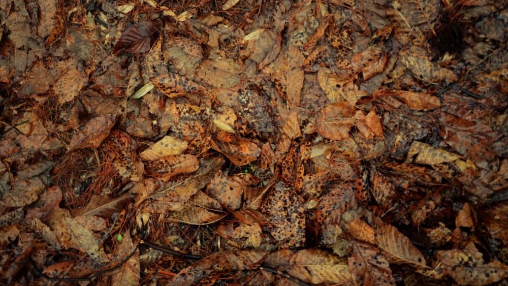 red brown leaves wallpaper