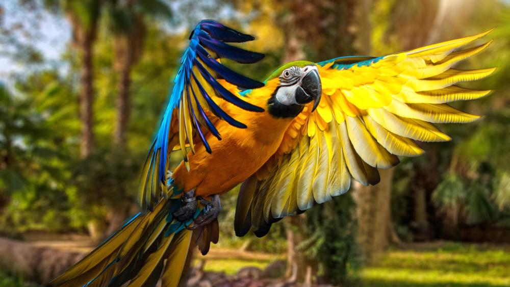 Vibrant Flight of a Parrot wallpaper