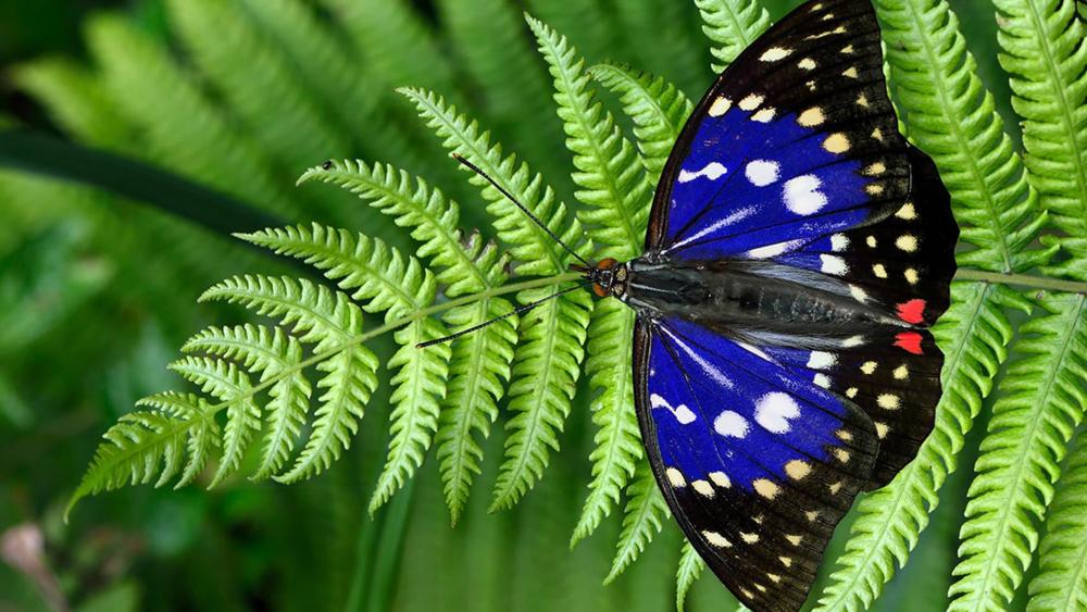 Blue and black with white dots butterfly on green fern wallpaper
