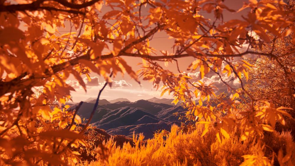 Mountains view between autumn tree branches wallpaper