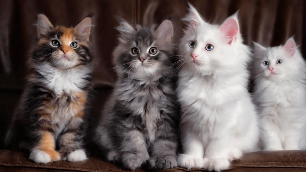 Four lovely cats wallpaper