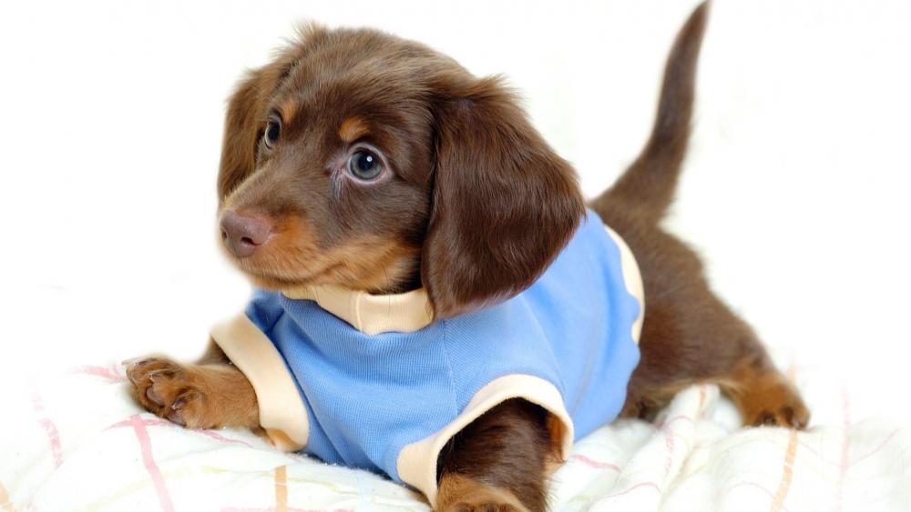 Adorable Puppy in Blue Outfit wallpaper