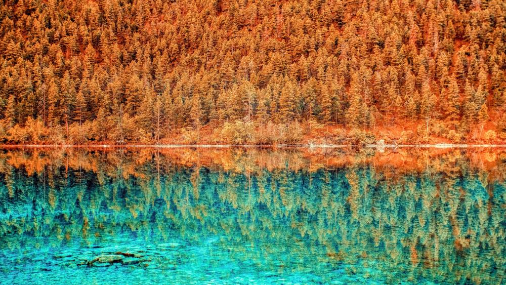 Reflected larch forest wallpaper
