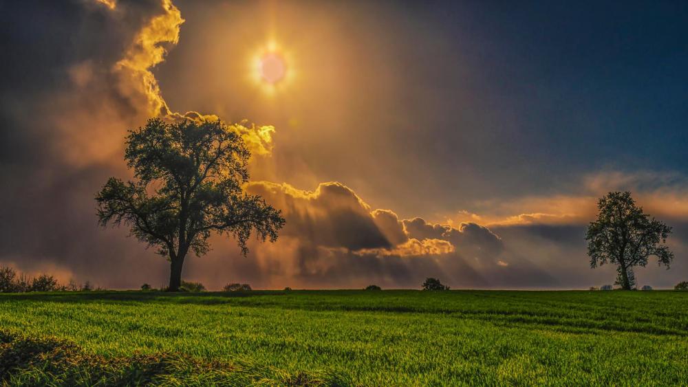 Sunlit Tranquility in a Grassy Field wallpaper