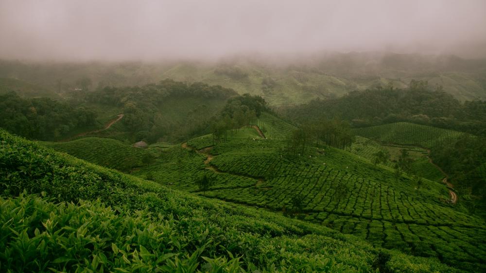 Tea plantations - India wallpaper
