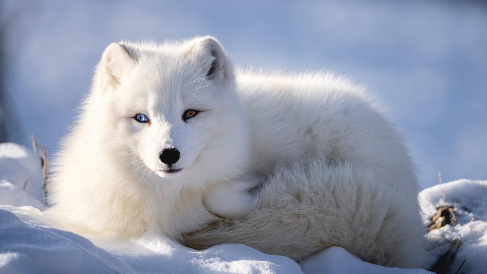 Arctic Fox wallpaper