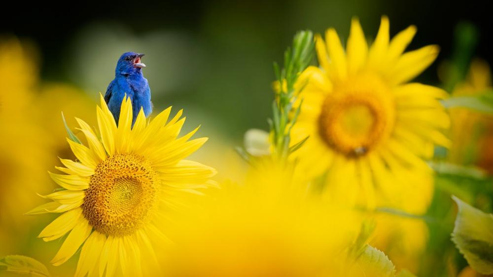 Blue Cardinal wallpaper