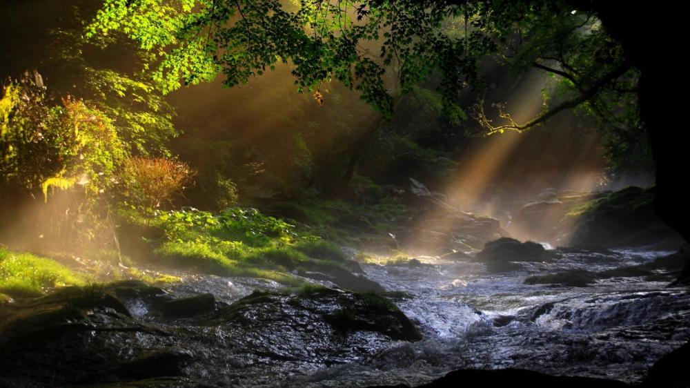 Sunbeam Serenade by the Forest Stream wallpaper