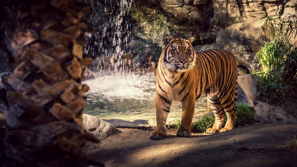 Tiger wallpaper