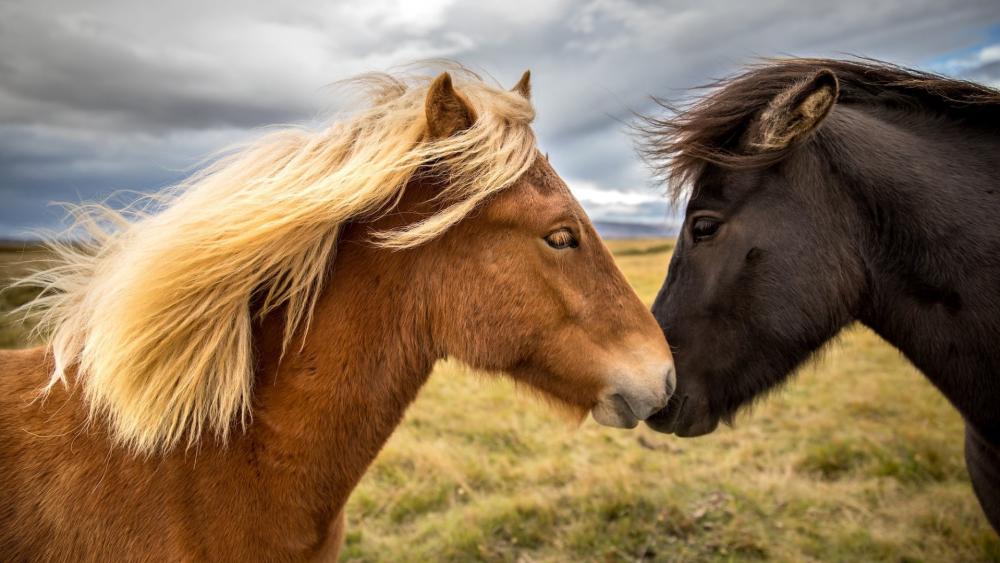 Icelandic horses wallpaper