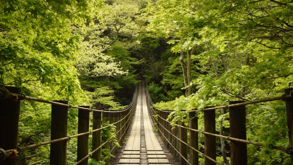 Hananuki Gorge suspension bridge wallpaper