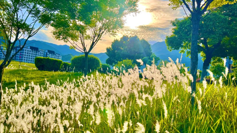 Serene Sunset Over Grassy Meadow wallpaper