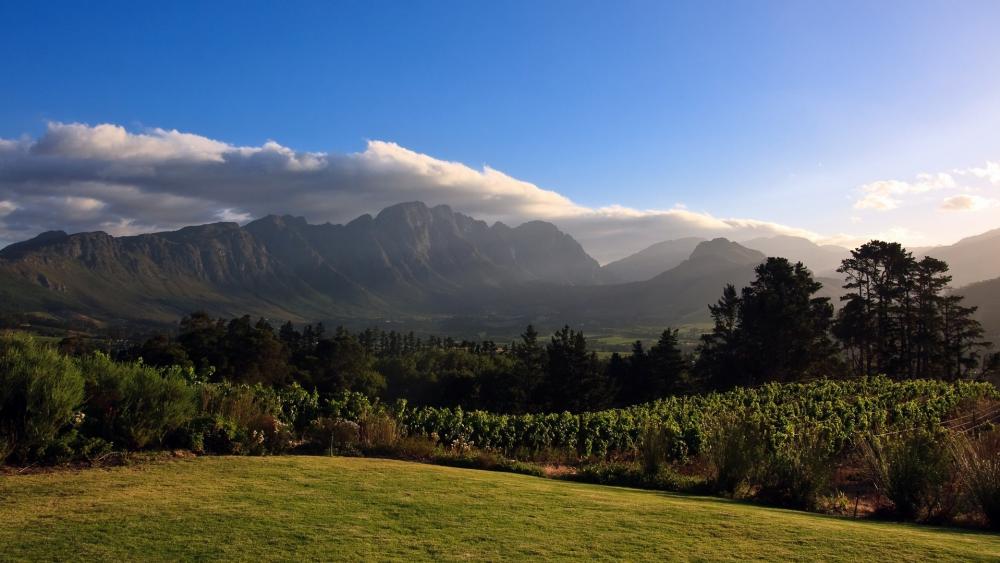 Breathtaking Mountain Landscape with Lush Vineyard Views wallpaper