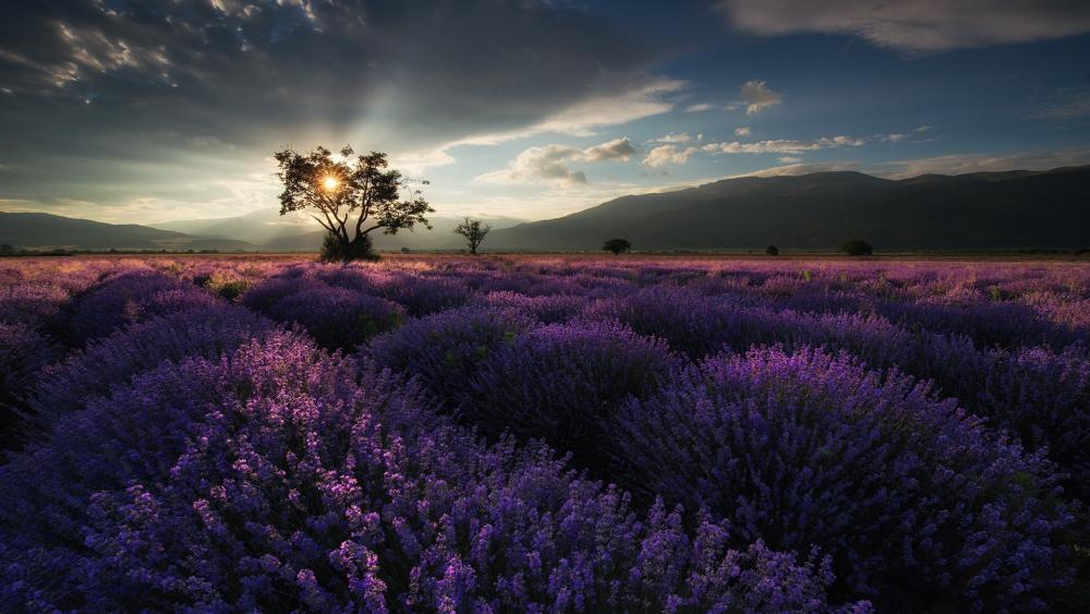 Lavender rows in Bulgaria wallpaper