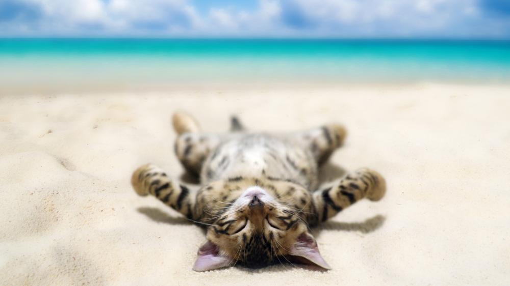 Sunbathing cat on the beach wallpaper