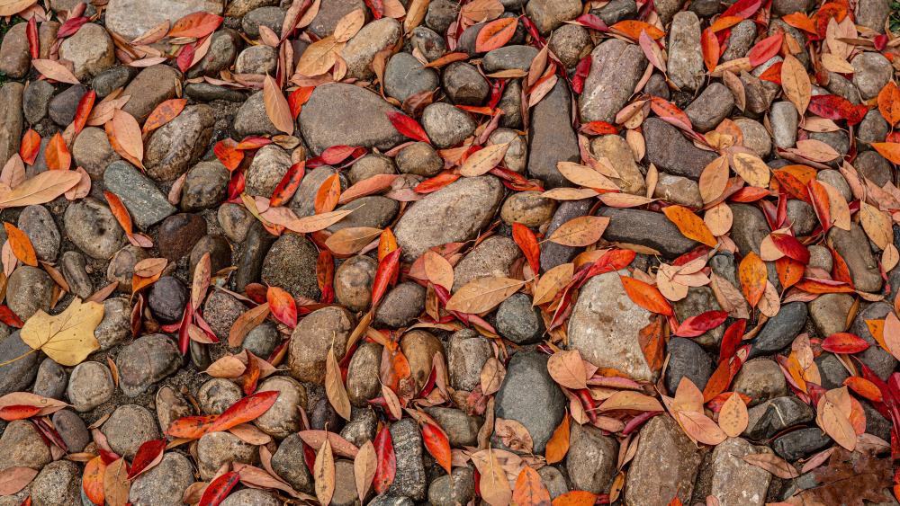 Pathway of Rocks and Leaves wallpaper