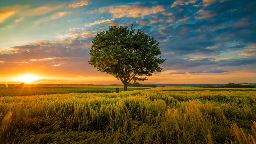 Solitary Tree at Sunset in Vibrant Field wallpaper