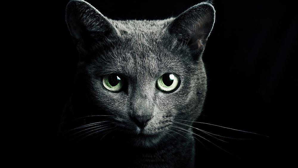 Mysterious Cat with Piercing Green Eyes wallpaper
