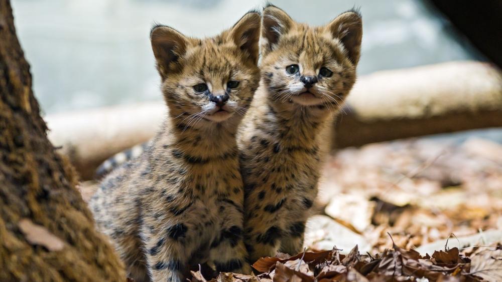 Serval cubs wallpaper