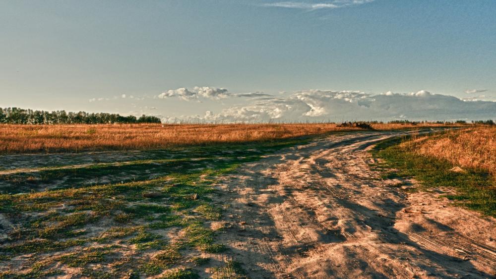 Serene Nature Pathway in Golden Hour Light wallpaper