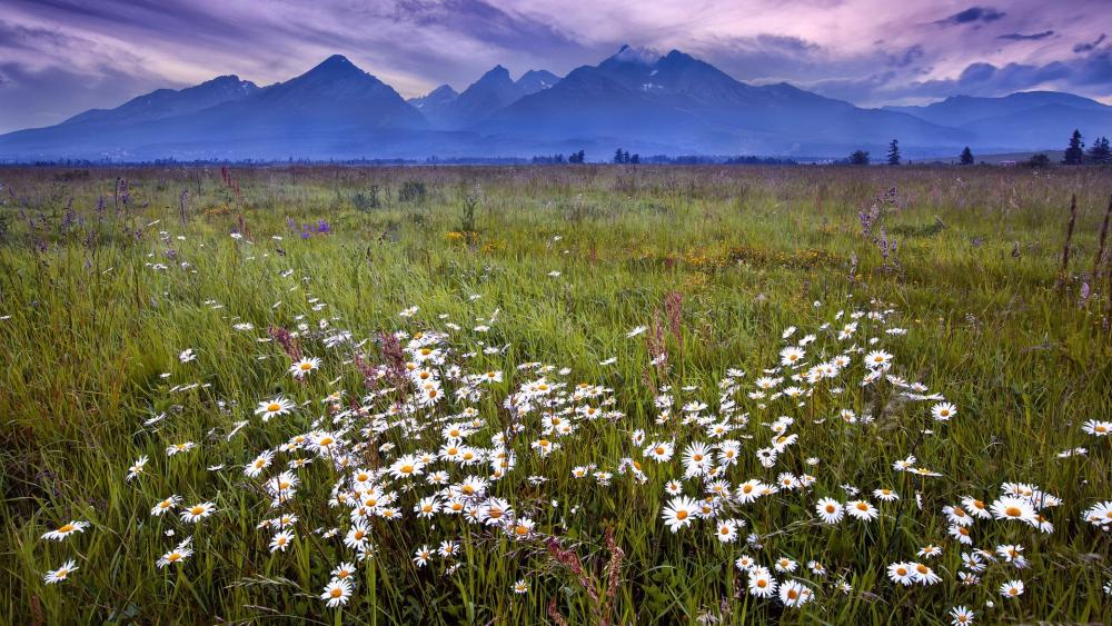 Wallpaper from nature category