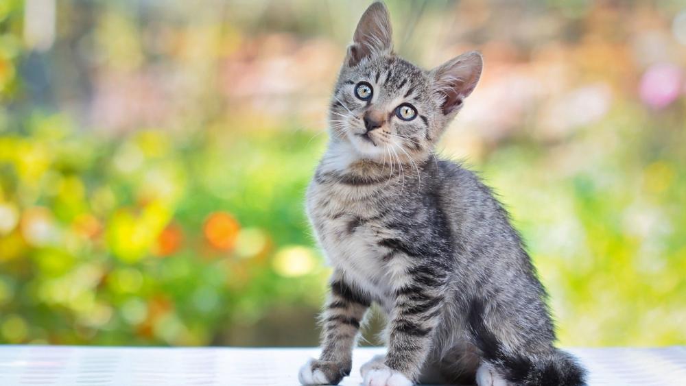 Wallpaper from animals category