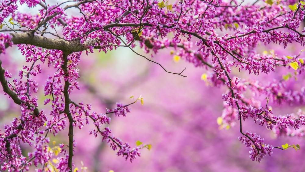 Blossoming Pink Serenity in Nature's Embrace wallpaper