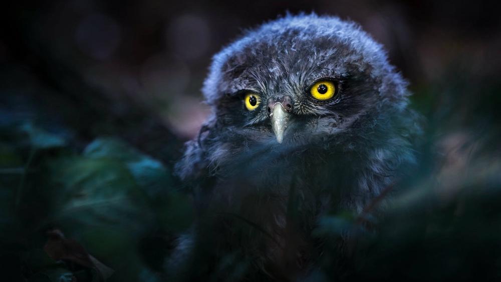 Mystical Owl in Nature's Embrace wallpaper