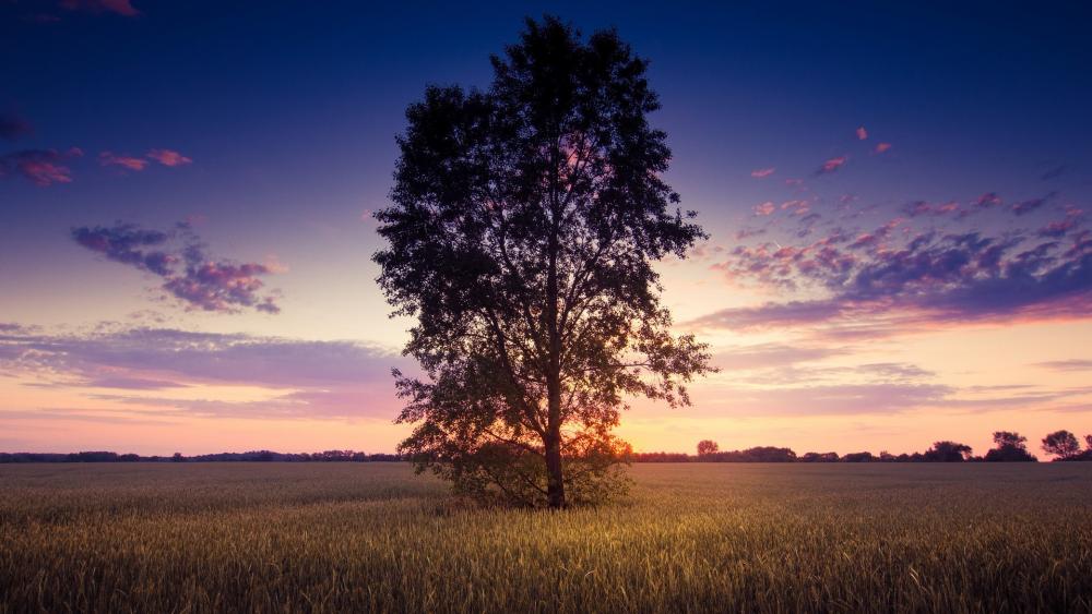 Serene Sunset Over Golden Fields wallpaper