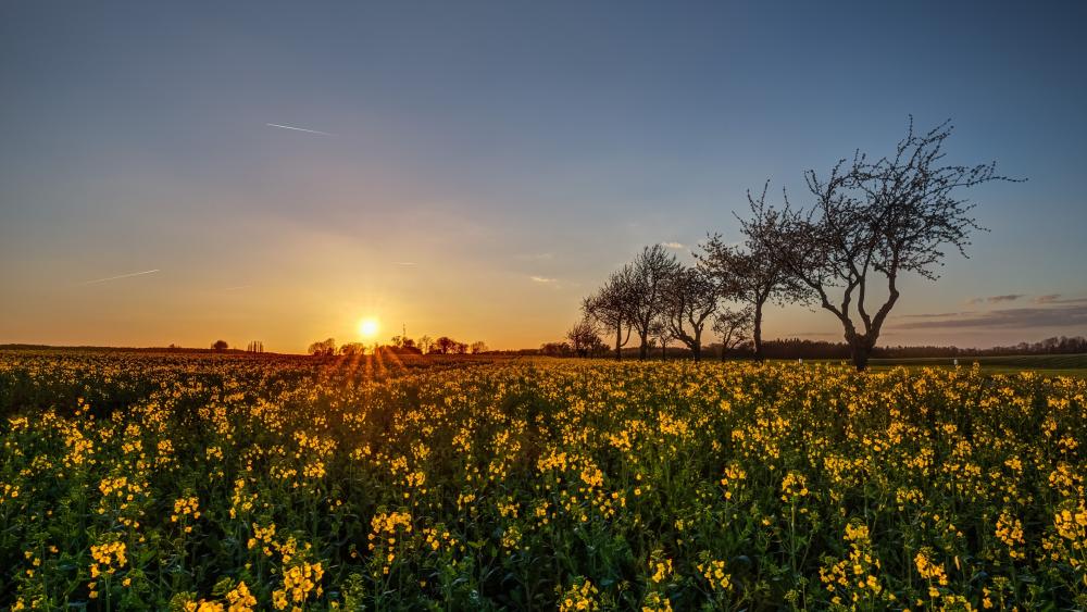 Golden Sunrise Over a Field of Flowers wallpaper