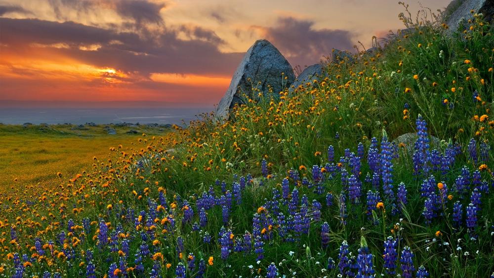 Vibrant Sunset Over Wildflower Meadow wallpaper