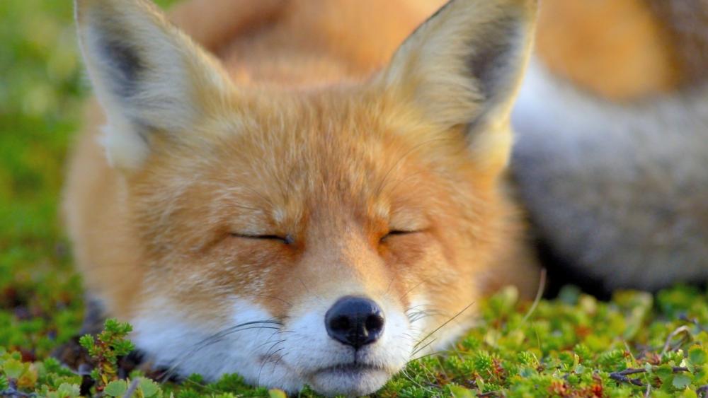 Wallpaper from animals category