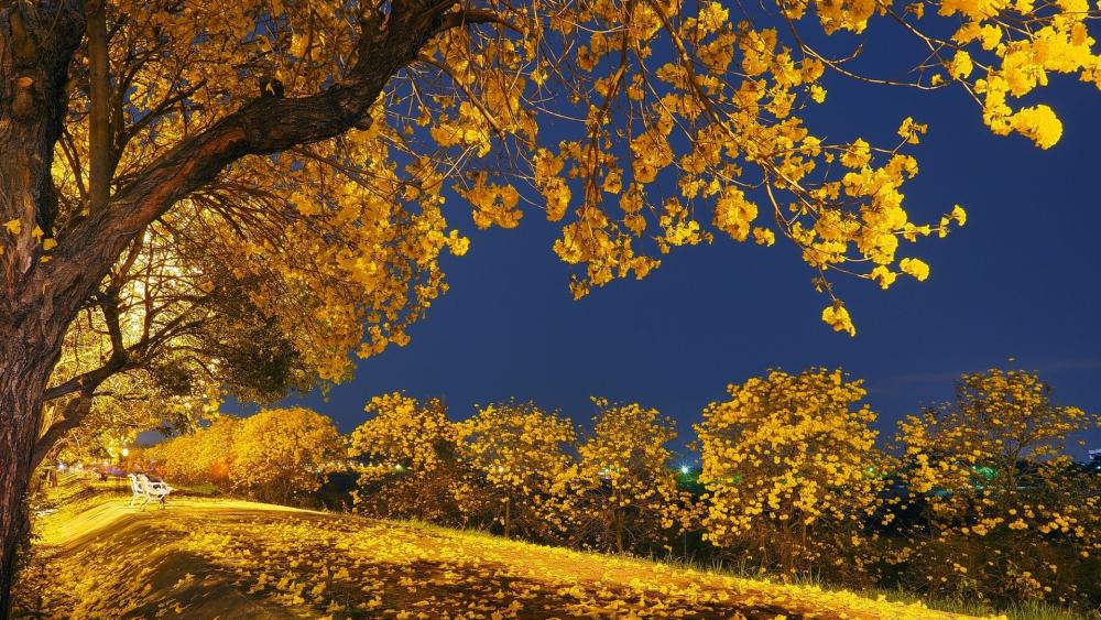 Golden Autumn Serenity in Nature's Embrace wallpaper