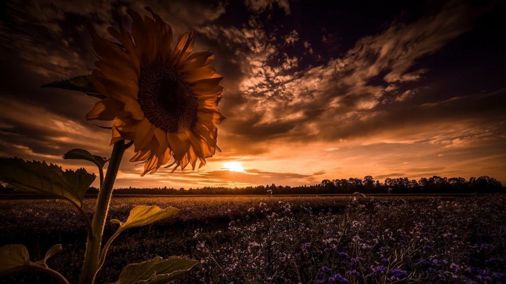 Wallpaper from nature category
