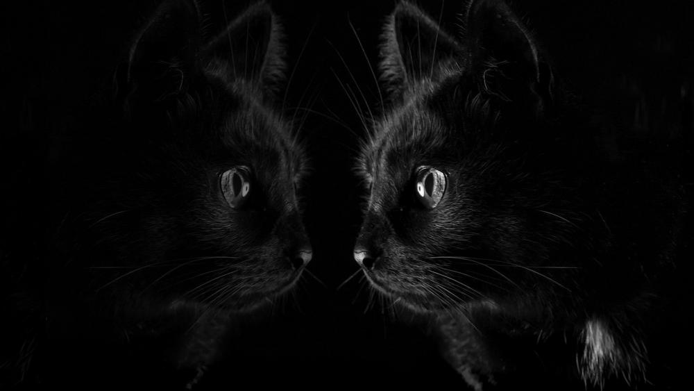 Mysterious Black Cats Reflection Wallpaper wallpaper
