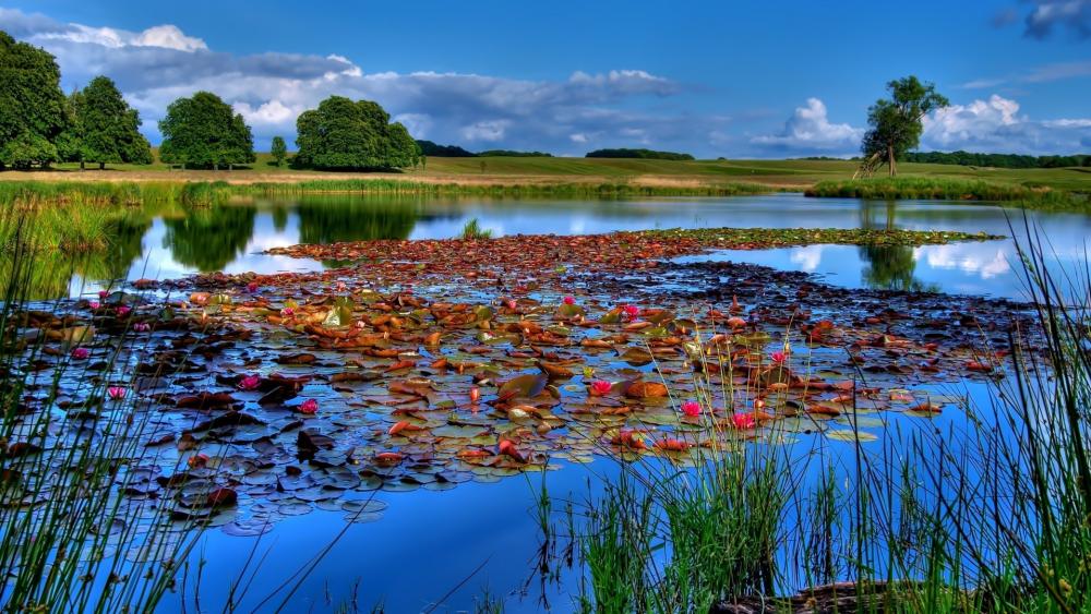 Serene Waterscape with Lily Pads and Vibrant Colors wallpaper
