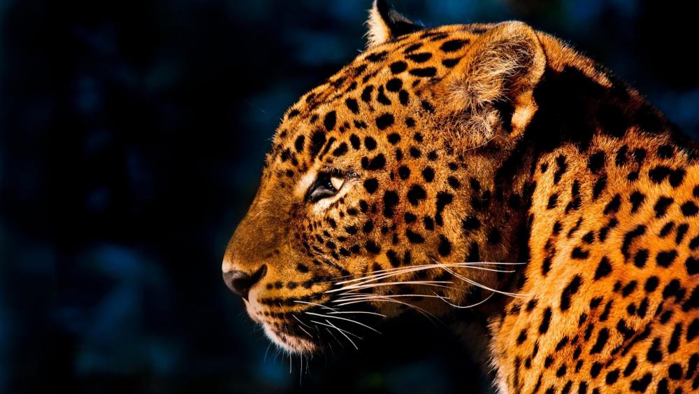 Majestic Leopard in Sunlight wallpaper