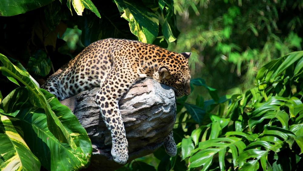 Leopard Relaxing on a Rock Amidst Lush Foliage wallpaper