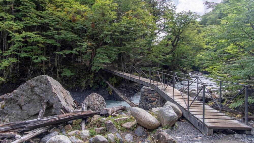 Serene Bridge Overflowing with Nature's Beauty wallpaper