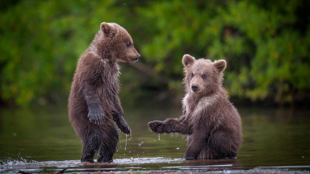 Adorable Bear Cubs Playing in Water wallpaper