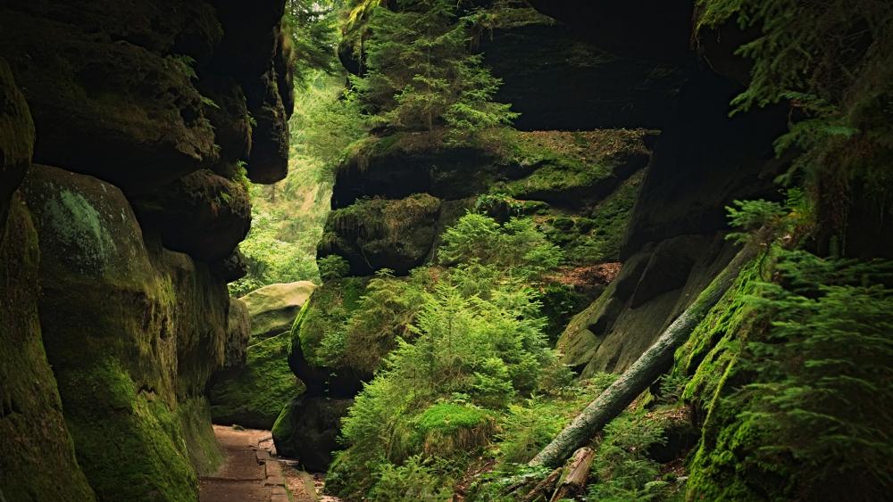 Mysterious Green Canyon Pathway wallpaper