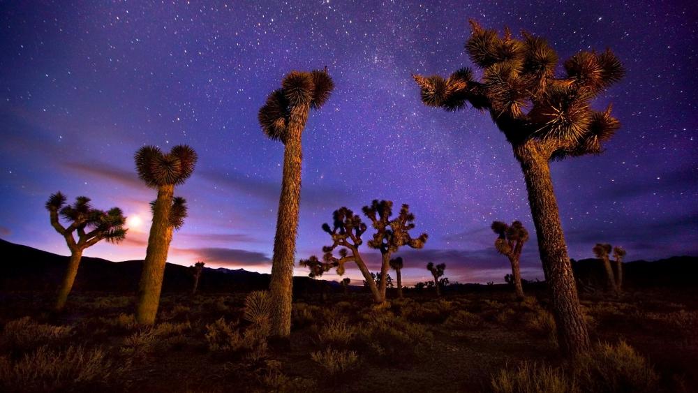 Whispers of the Desert Night Sky wallpaper