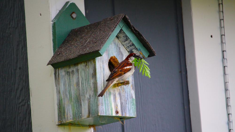 Sparrow And His Birdhouse wallpaper