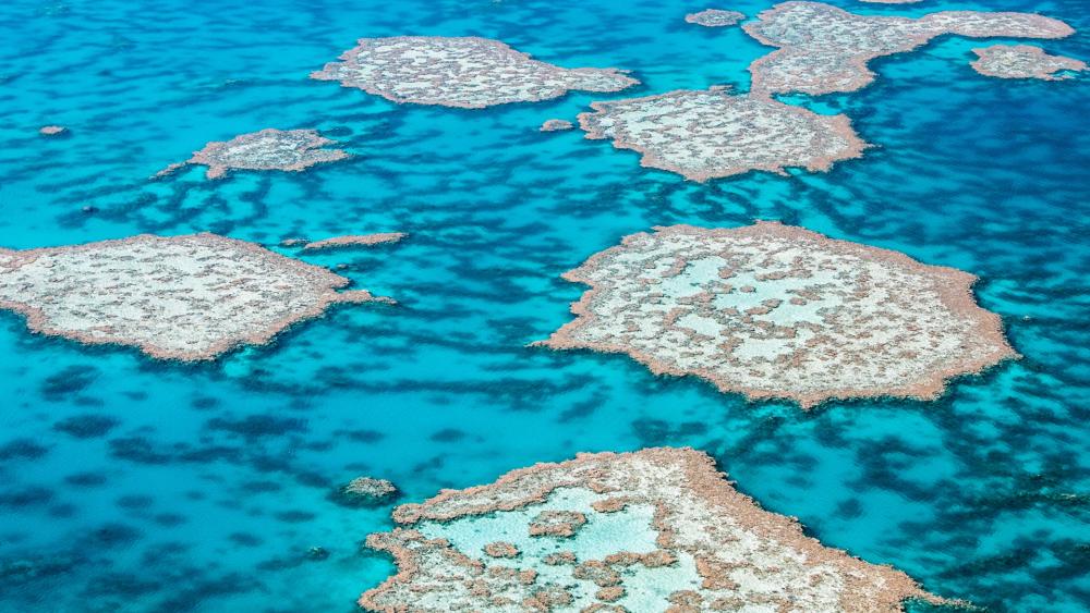 Vibrant Aerial View of Coral Embellished Waters wallpaper